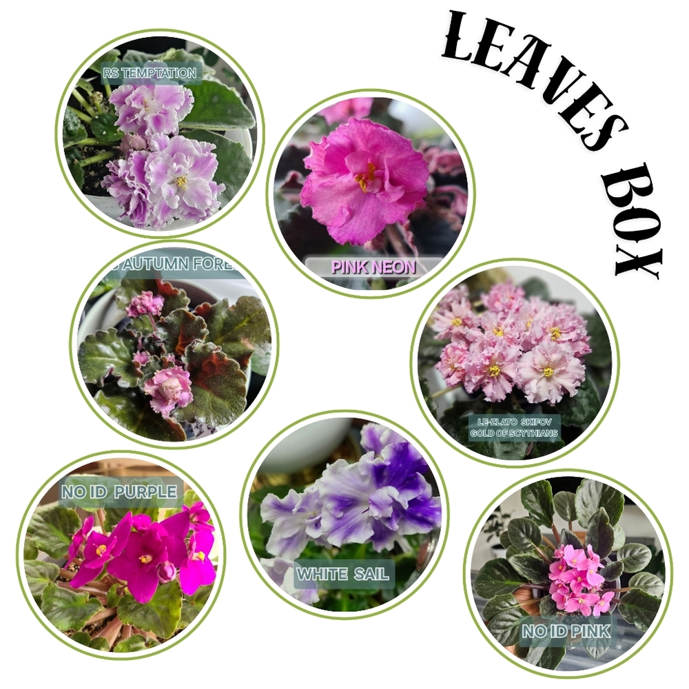 LEAVES BOX Of Vibrant African Violet